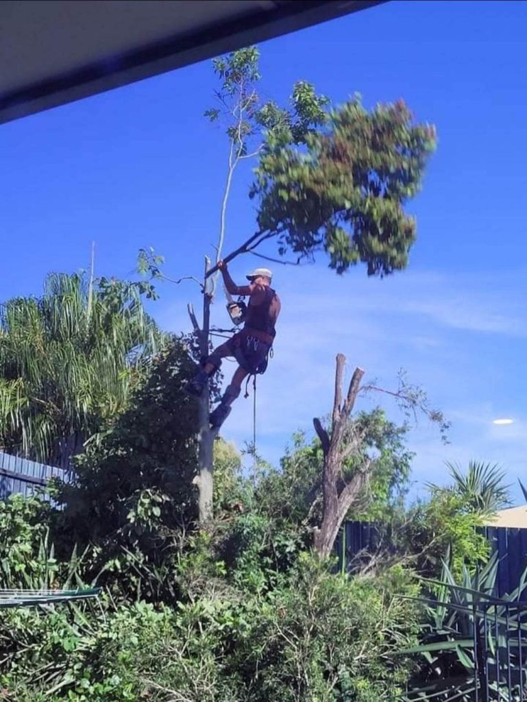 Tree Removal Brisbane Tree Guys