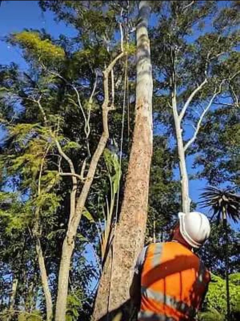 tree removal
